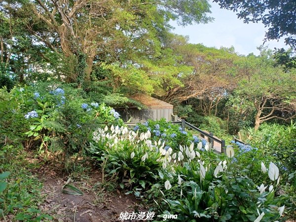 【新北八里】搭捷運公車爬山趣。 小百岳集起來。編號05小百岳-八里觀音山(硬漢嶺步道)1759656