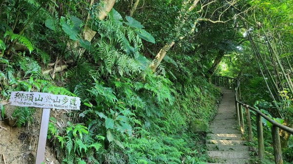 新店獅頭山步道1066616