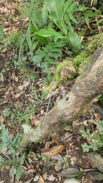 20250730烏來三山下紅河谷2848726