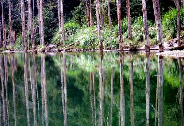 ◎ 水漾森林-美麗靜地 篇95256