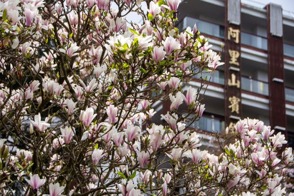 2026-03-28 阿里山3027238