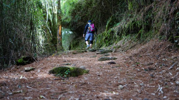 20180420鹿林山 麟趾山1495673