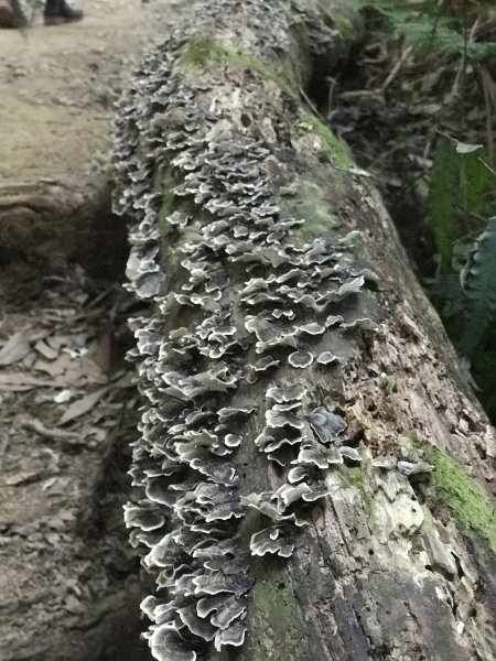 登山野營兩相宜~高島縱走1488838