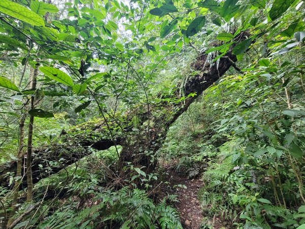 福巴越嶺國家步道2364477