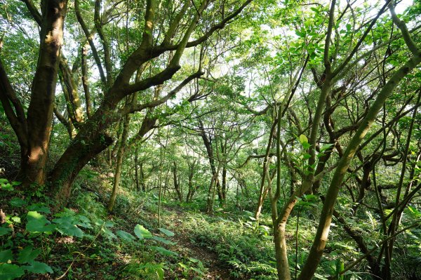 新北 汐止 北港山、金明山、柯子林山2585665