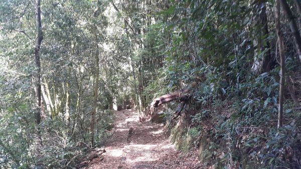 水社大山登山步道 2017 09 15166467