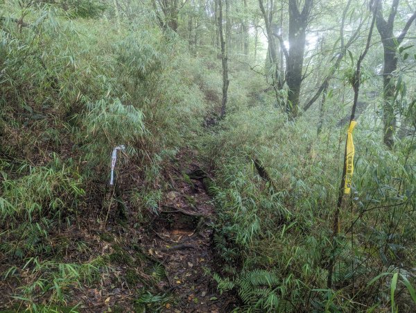 松針營地。三錐山二日遊2282576