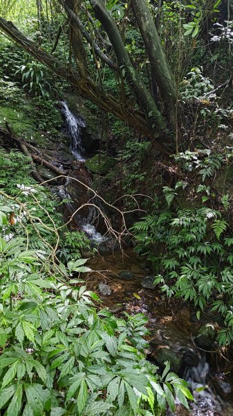 楊廷理古道2814613