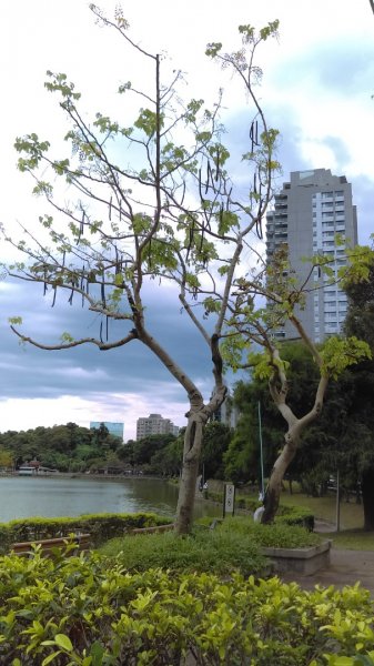 內湖碧湖公園環湖步道的湖光山色、波光粼粼987808