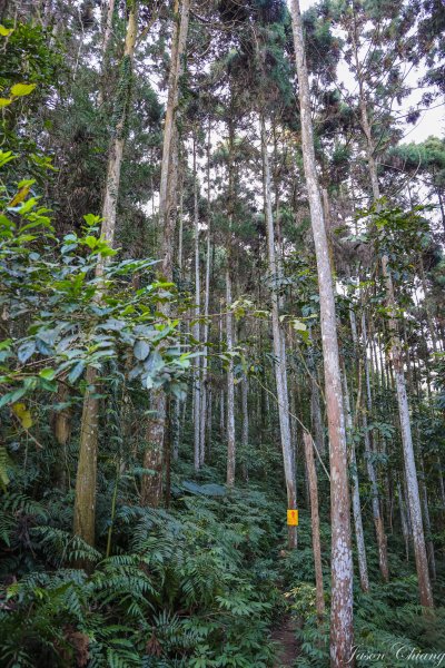 [苗栗]向天湖山2359605