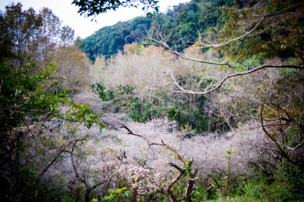 遇見吉光片羽的祕境～老李的靜謚梅園/川中島