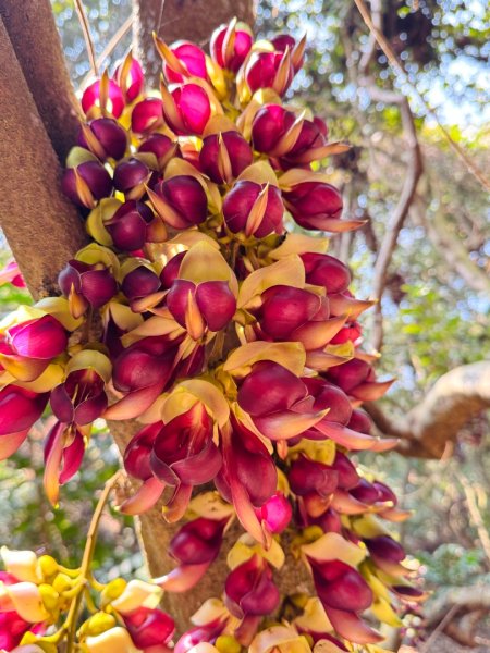 草尾嶺血藤滿山開3019023