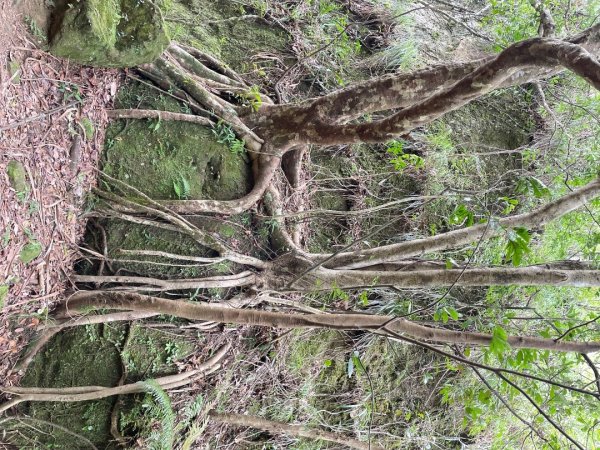 微笑山⛰️線-大棟-二格山-五分山-天上山-鳶山💎12條步道完成💙2836373