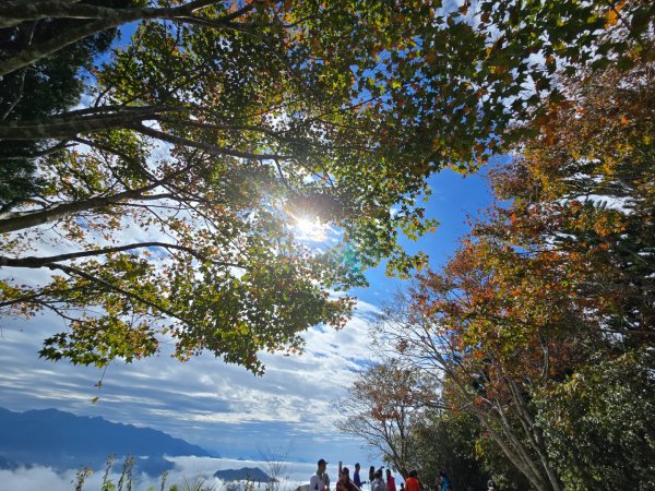 馬那邦山之雲海／雲瀑／楓紅／太陽琉璃光2668296