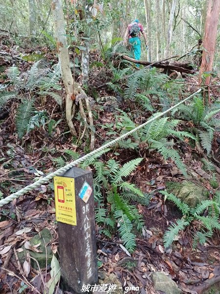 【台中和平】在虐腳的陡上中持續前進。 谷關七雄-八仙山主峰步道2367693