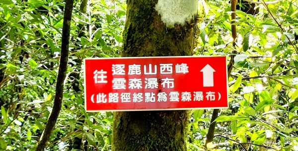 【中級山】與山毛櫸的邂逅，逐鹿山2742674