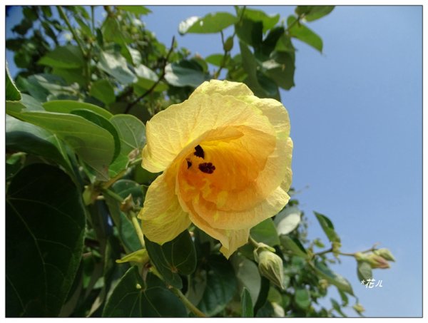 夏日/黃槿的花開1417592