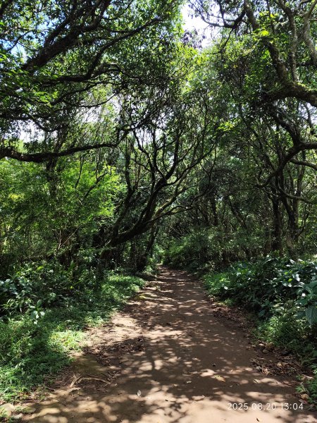 【臺北大縱走 1+2】2-2 大屯主峰-連峰步道→下青礐步道→貴子坑步道→忠義山步道→楓丹白露步道2866902