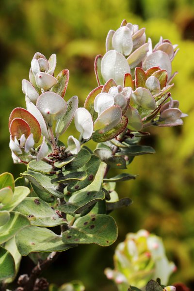 夏威夷火山國家公園613297