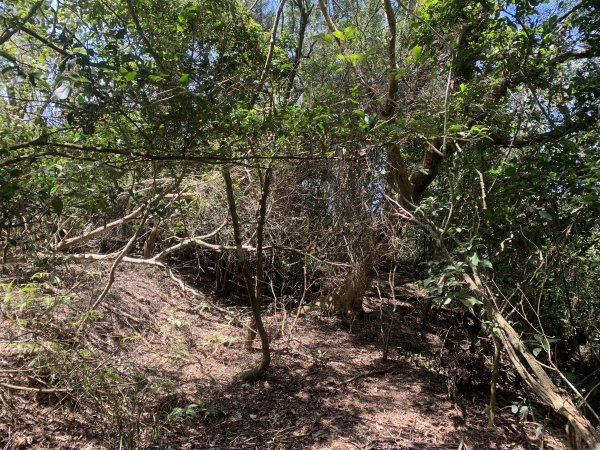 20250531屏東武潭山2803186