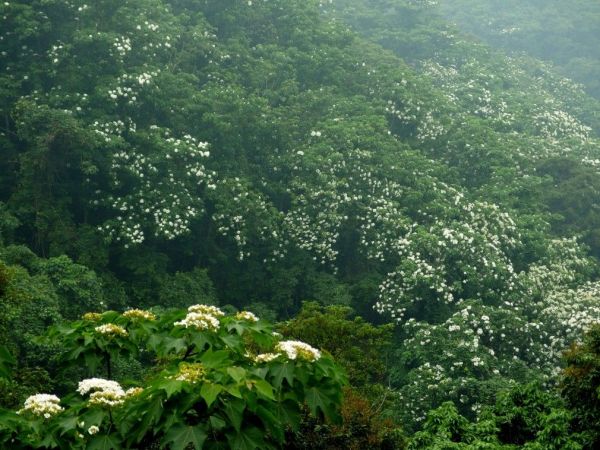 藤山步道、臥龍坡步道環形走100098