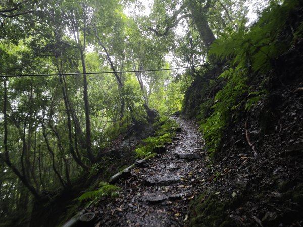 2025_0525 鎮西堡巨木群步道（B區）2797702