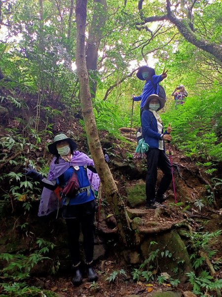 【小百岳集起來】#011 條條山路通姜子寮山, 又稱“三角架山”, H729m1497828