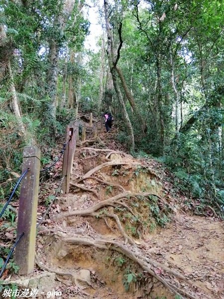 【雲林。古坑】絕美孟宗竹林有如置身武俠電影場景。嘉南雲峰x石壁山登山步道(小百岳)1328719