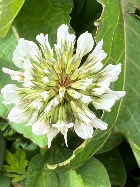 合歡山群峰（南峰、石門山、尖山、東峰）2626756