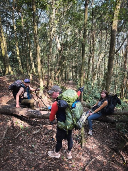 高島P型縱走-夢幻的杉林營地3012437