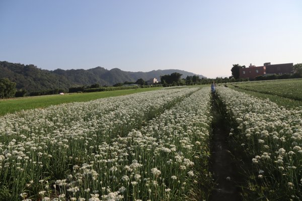 2022-09-08大溪賞九月雪─中新站→中庄景觀土丘→中新里韭菜花田往返