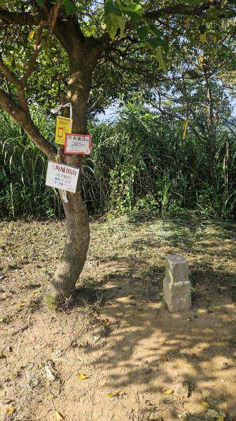 20250809三福山-三角埔頂山-迴龍尖山2858218