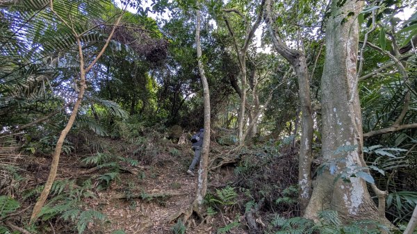114.11.23龍泉山寺-成福山-十八羅漢岩-石門內尖山-石門內尖山東峰之旅2943729