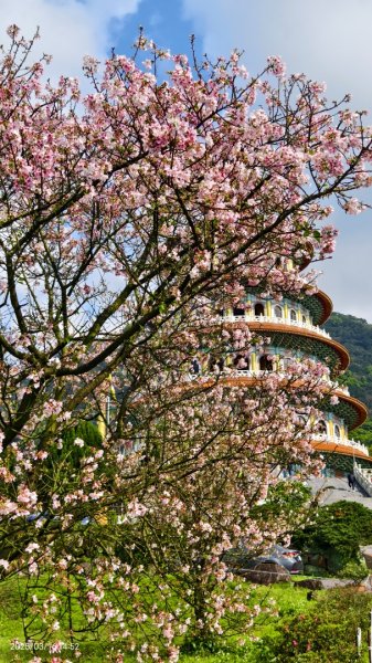 #綠繡眼 訪花 #吉野櫻 #天元宮 #楓樹湖 03162736735