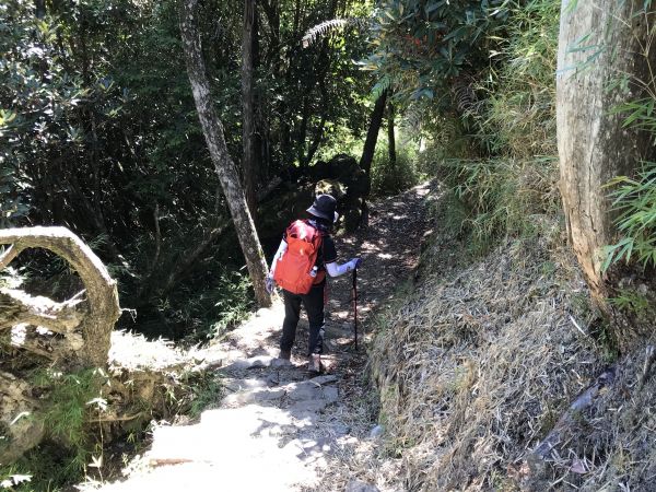 觀霧.榛山.雲霧步道179060