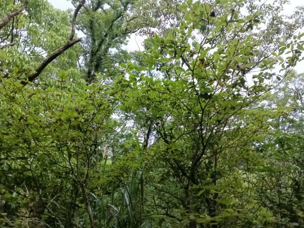 平溪區三功大厝+番子坑山+千階嶺步道O型2781193