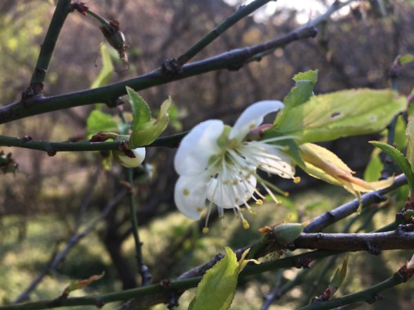 三石油（石門水庫、石牛山、石門山、油井窩山）賞鳥、望梅、觀庫、登巨石⋯ 一次🈵️足2401821