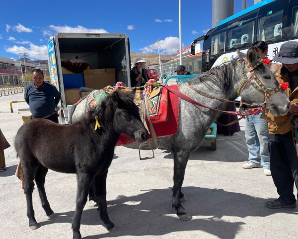 西藏♥️可愛動物🐎人物寫真/拉薩旅拍/美食2902908