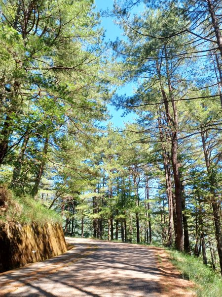 【台中和平】雪山神木步道x小雪山天池步道2933128