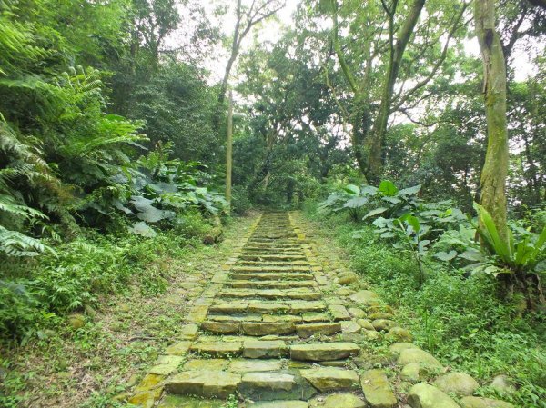 【桃園】尾寮崎古道(田子心古道)