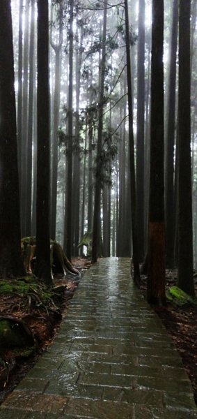 【阿里山森林園區】阿里山神木 八大景點691820
