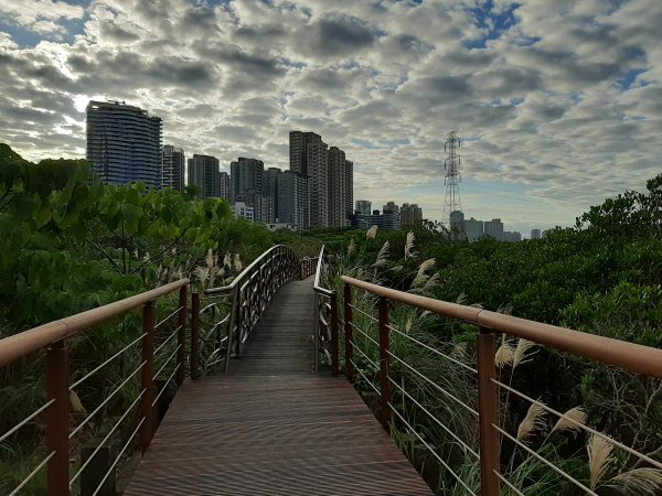 紅樹林生態步道 - 全臺最大的水筆仔森林776012
