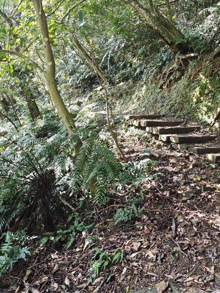 2026-0221造鎮-太極嶺-桐花公園-承天禪寺-永寧站3005803