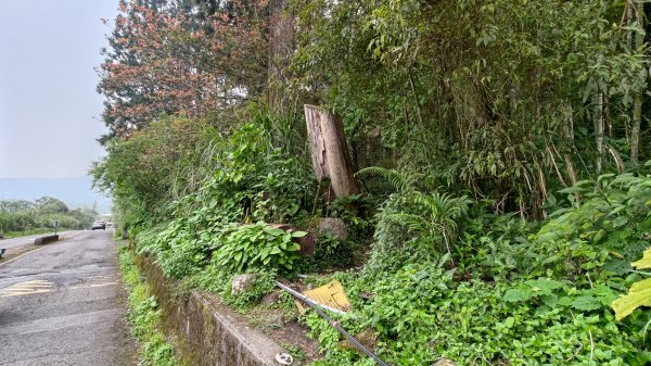 溪頭鳳凰山2759192