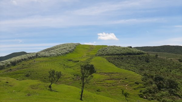 藍天綠草。上山被牛看1016025