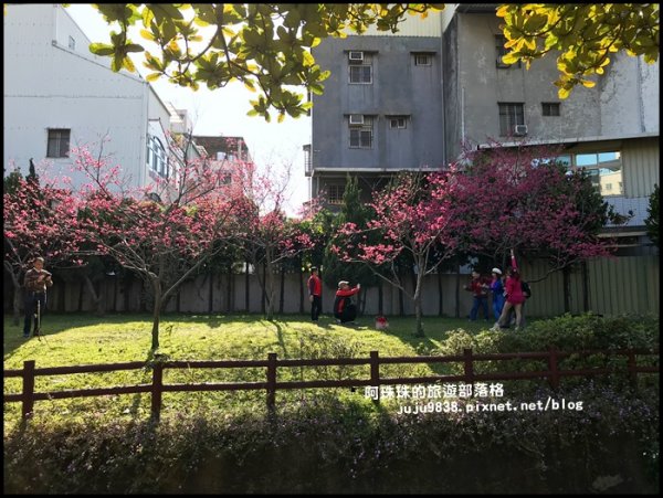 桃園。中壢莒光公園八重櫻熱烈綻放中856102