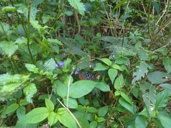 2025.02.28－巴塱衛山2728092