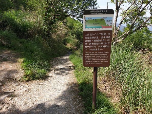 太平山山毛櫸步道1572016