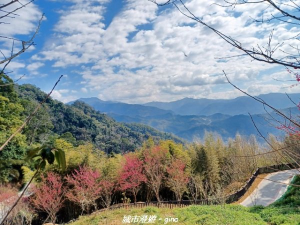 【苗栗獅潭】天晴賞花趣。 協雲宮櫻花步道x獅潭鄉神秘小徑x獅潭義民廟x銅鑼炮仗花海公園2999190