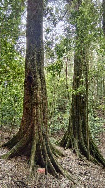 粉紅水晶蘭(長壽山~醜崠山下切出林道24.5k)2186316